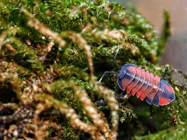Fiche d'élevage Isopode Ardentiella "Lava" : Le Cloporte Incandescent