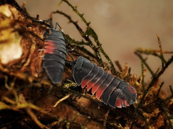 Fiche d'élevage Isopode Ardentiella "Lava" : Le Cloporte Incandescent