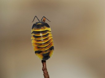 Fiche d'élevage Isopode Ardentiella "Ember Bee" : Le Cloporte Abeille de Feu