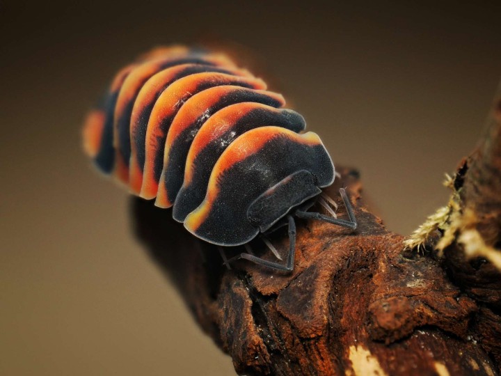 Fiche d'élevage Isopode Ardentiella "Ember Bee" : Le Cloporte Abeille de Feu