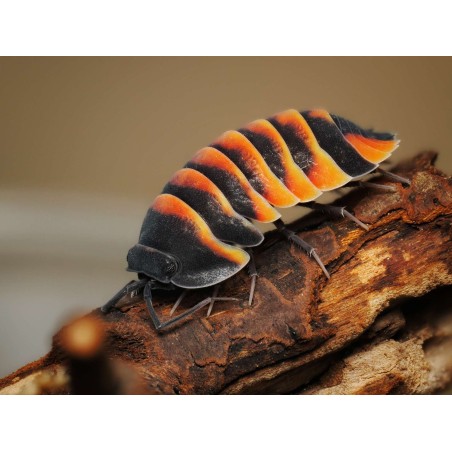 Fiche d'élevage Isopode Ardentiella "Ember Bee" : Le Cloporte Abeille de Feu