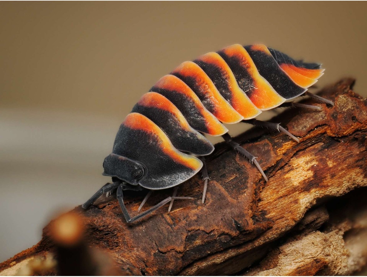 Fiche d'élevage Isopode Ardentiella "Ember Bee" : Le Cloporte Abeille de Feu