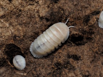 Fiche d'élevage Isopode Cubaris "Panda King White" : Le Cloporte Panda Albinos