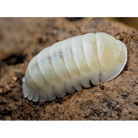 Fiche d'élevage Isopode Cubaris "Panda King White" : Le Cloporte Panda Albinos