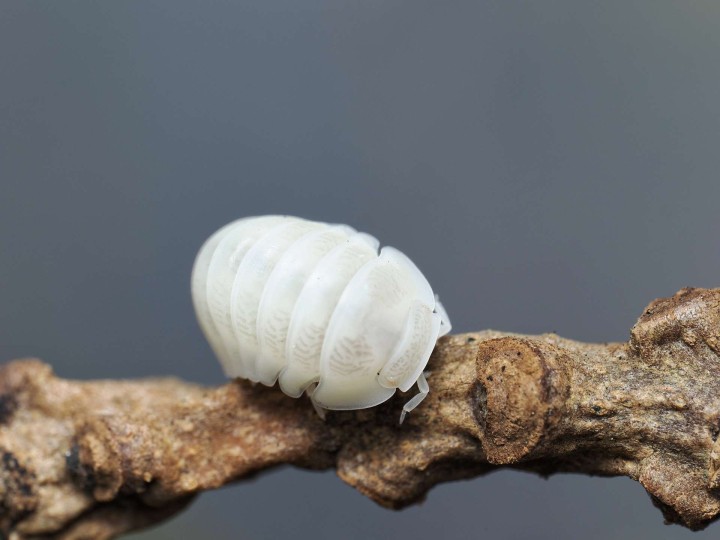 Fiche d'élevage Isopode Cubaris "Panda King White" : Le Cloporte Panda Albinos