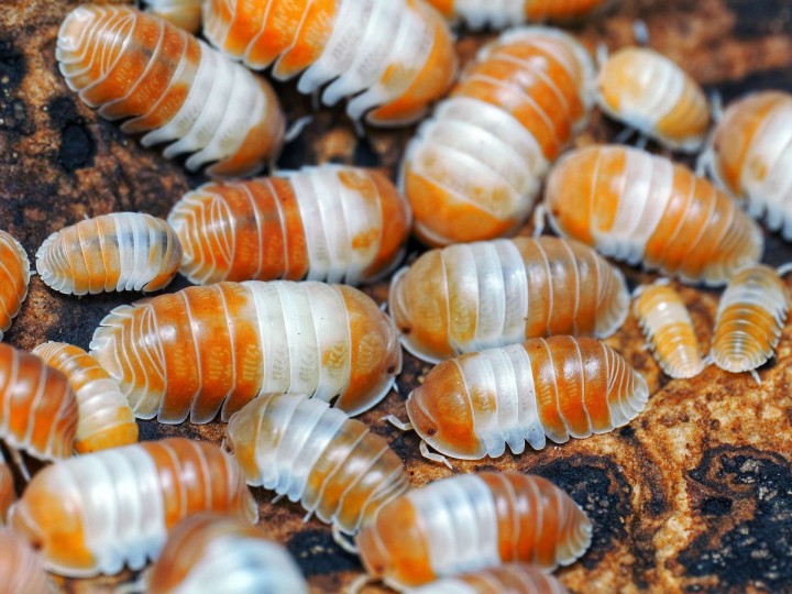 Fiche d'élevage Isopode Cubaris "Panda King Red" : Le Panda Rouge du Vietnam