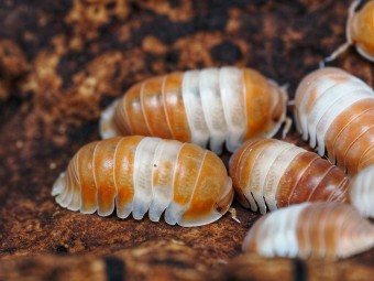 Fiche d'élevage Isopode Cubaris "Panda King Red" : Le Panda Rouge du Vietnam