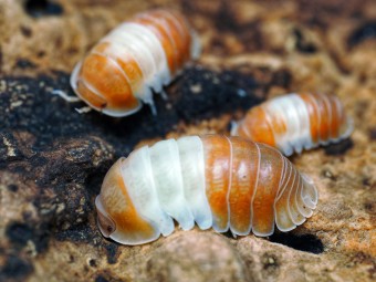 Fiche d'élevage Isopode Cubaris "Panda King Red" : Le Panda Rouge du Vietnam