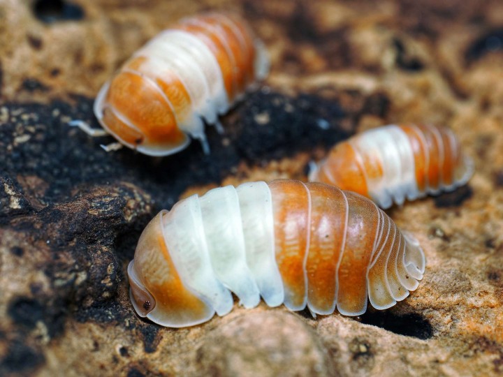 Fiche d'élevage Isopode Cubaris "Panda King Red" : Le Panda Rouge du Vietnam