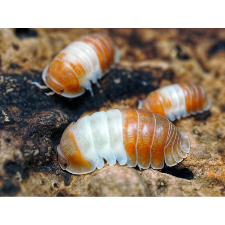 Fiche d'élevage Isopode Cubaris "Panda King Red" : Le Panda Rouge du Vietnam