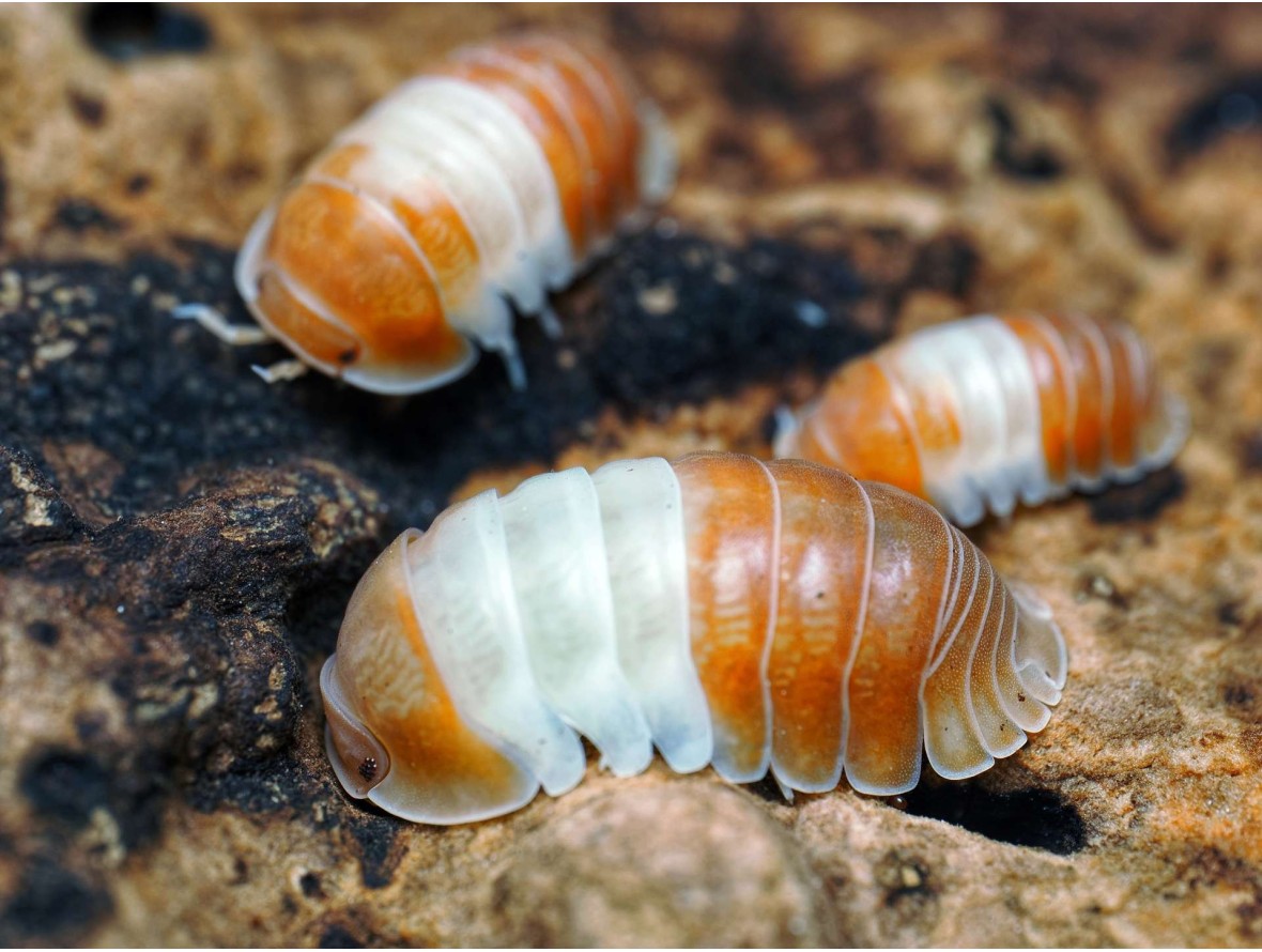 Fiche d'élevage Isopode Cubaris "Panda King Red" : Le Panda Rouge du Vietnam