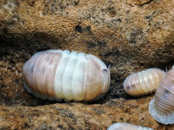 Fiche d'élevage Isopode Cubaris "Panda King Pink" : Le Cloporte Rose Pastel