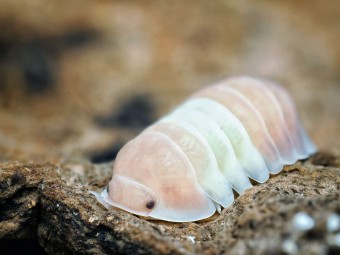 Fiche d'élevage Isopode Cubaris "Panda King Pink" : Le Cloporte Rose Pastel