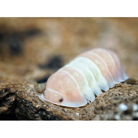 Fiche d'élevage Isopode Cubaris "Panda King Pink" : Le Cloporte Rose Pastel
