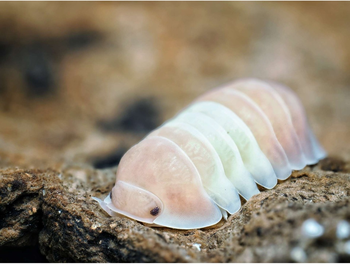 Fiche d'élevage Isopode Cubaris "Panda King Pink" : Le Cloporte Rose Pastel