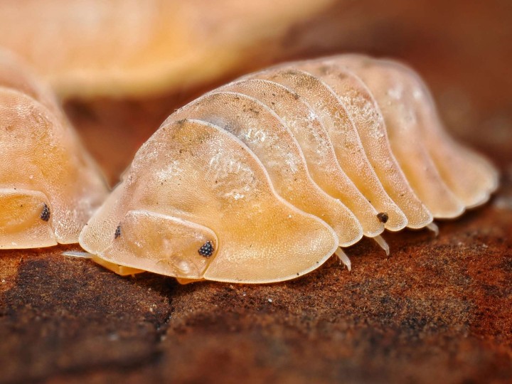 Fiche d'élevage Isopode Cubaris "Giant Nguyen Krabi" : Le Géant de Thaïlande