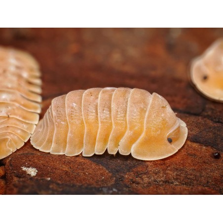 Fiche d'élevage Isopode Cubaris "Giant Nguyen Krabi" : Le Géant de Thaïlande