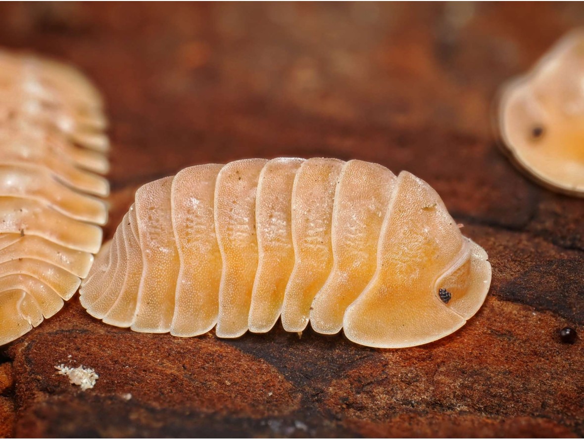 Fiche d'élevage Isopode Cubaris "Giant Nguyen Krabi" : Le Géant de Thaïlande