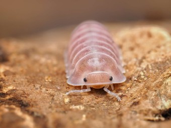 Fiche d'élevage Isopode Cubaris "Cherry Blossom" : Mutation du Red Pak Chong