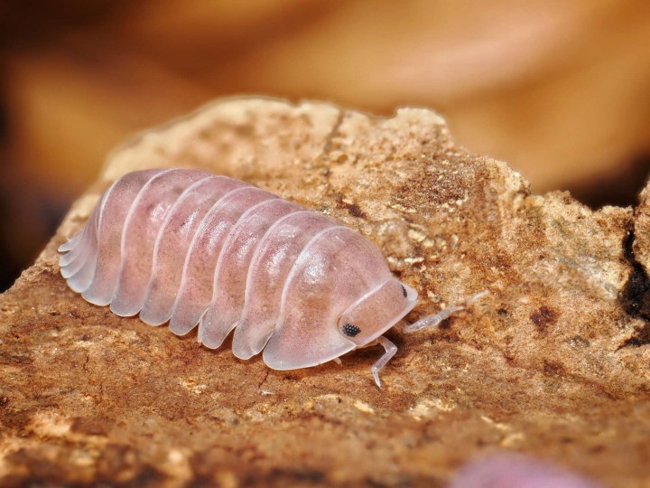 Fiche d'élevage Isopode Cubaris "Cherry Blossom" : Mutation du Red Pak Chong