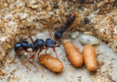 Elever des fourmis du monde en Terrarium image