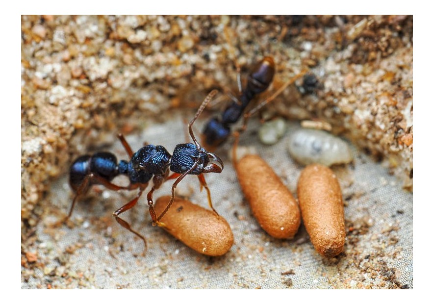 Elever des fourmis du monde en Terrarium