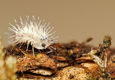 Approche professionnelle des isopodes élevés en terrarium image