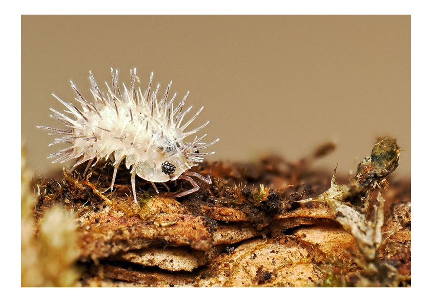 Approche professionnelle des isopodes élevés en terrarium
