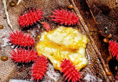 Élever des collemboles (et Rambutanura) en terrarium image