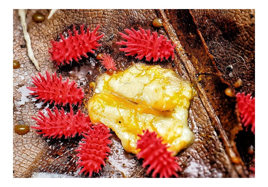 Élever des collemboles (et Rambutanura) en terrarium