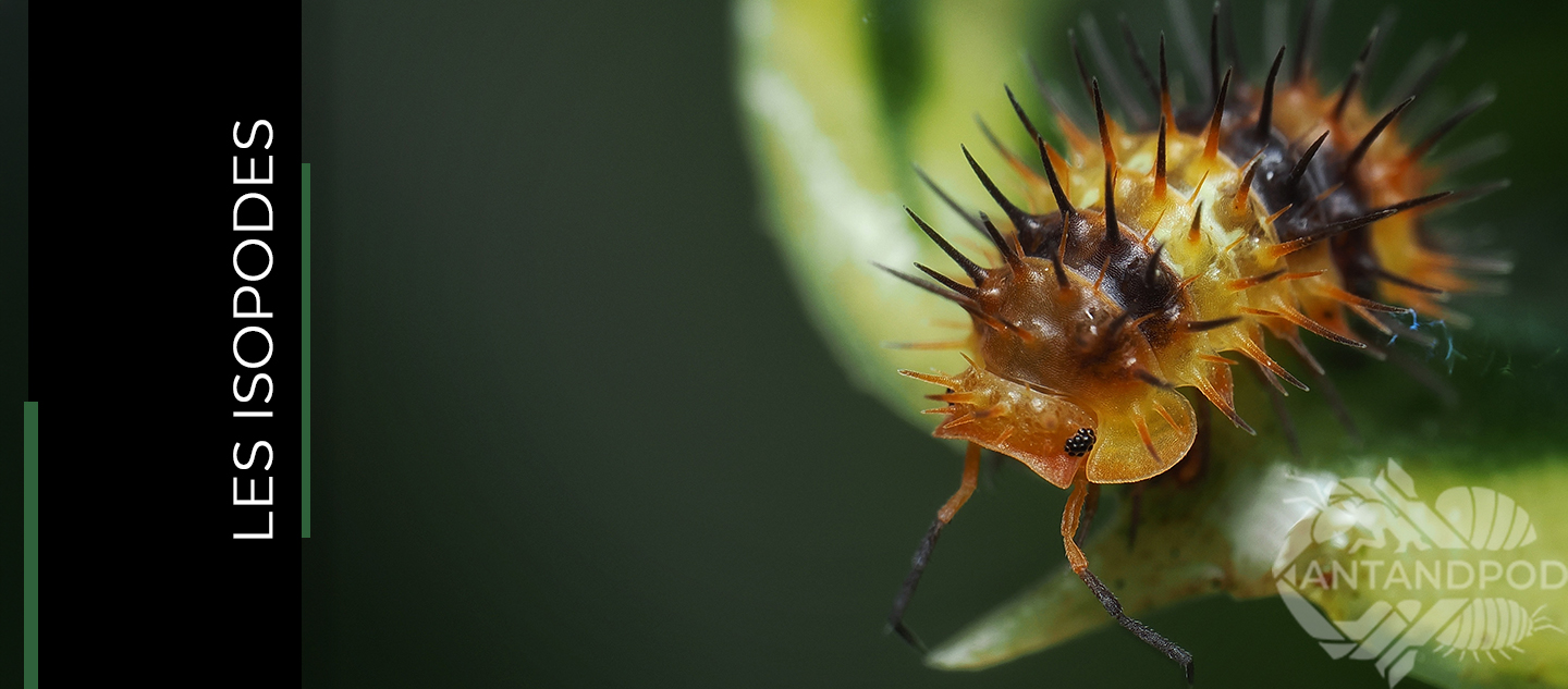 vente-isopodes-antandpod