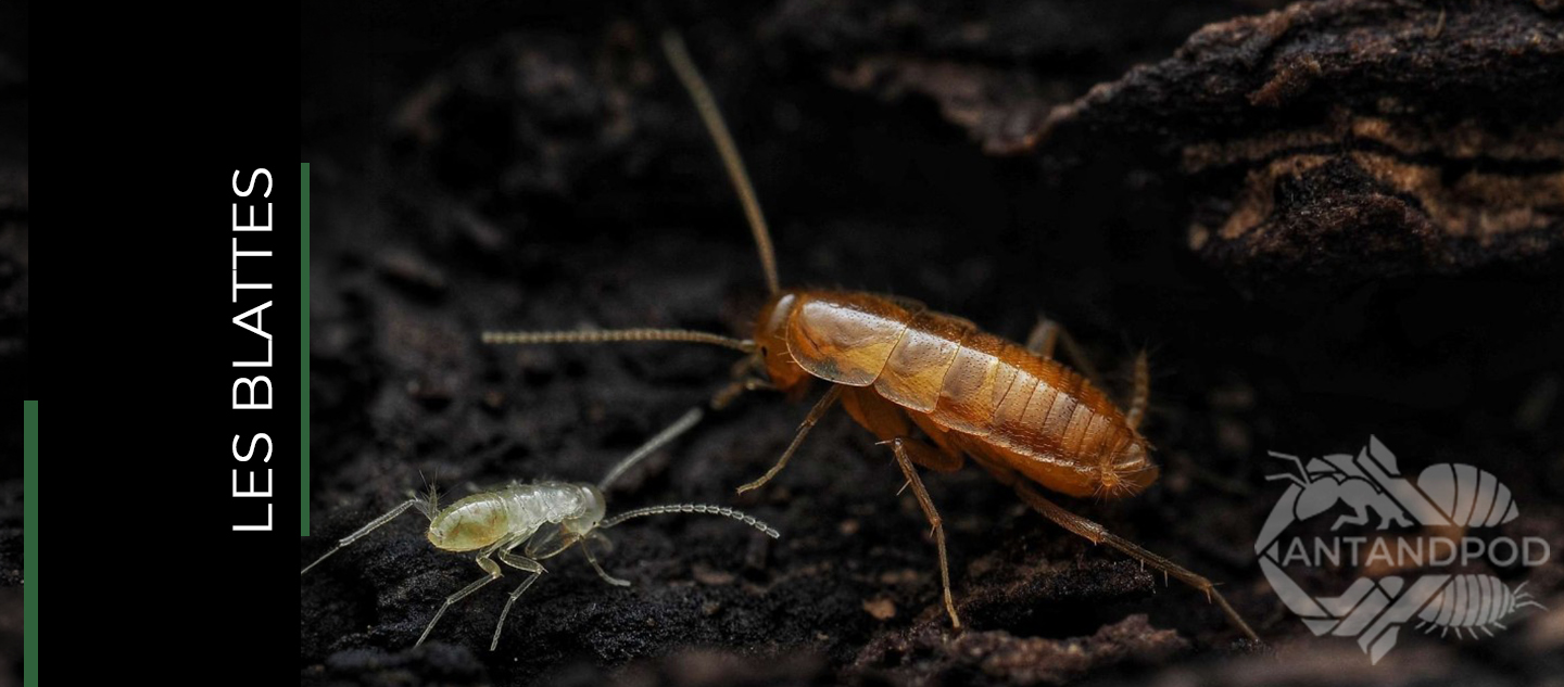 Vente Blattes Ant and Pod