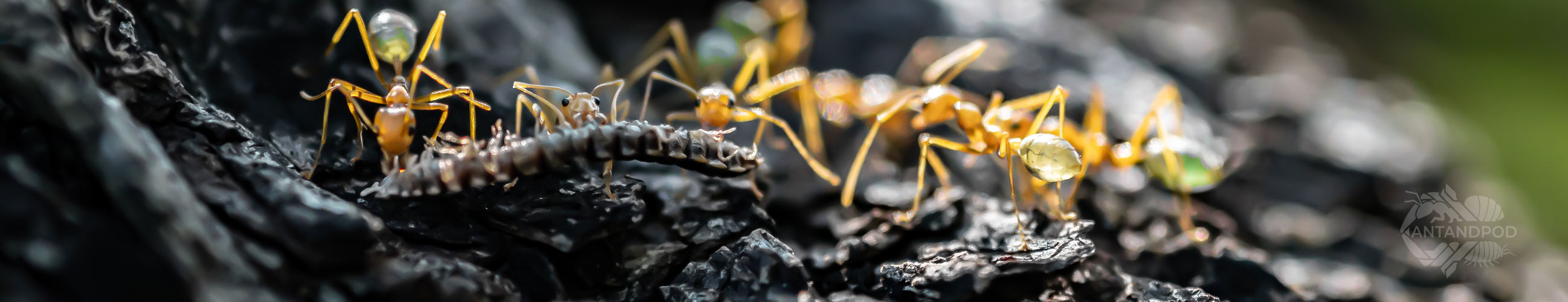 Fourmis du Monde image